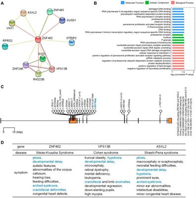 Case report: A heterozygous mutation in ZNF462 leads to growth hormone deficiency